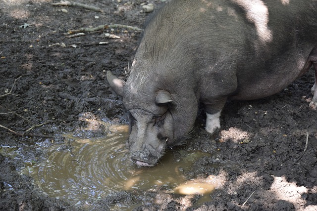 象湖半程马 象湖半程马